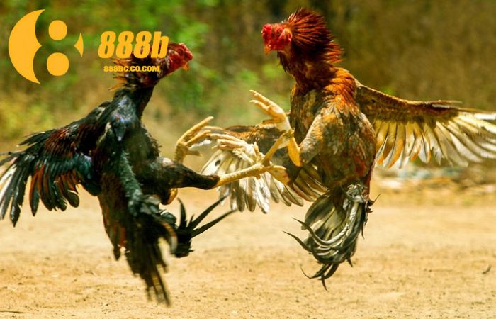 Giới thiệu về sảnh đá gà tại 888B
